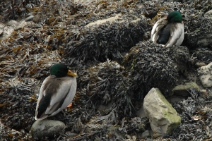 Ducks on the beck in Staithes