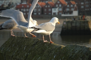 Seagulls in Whitby